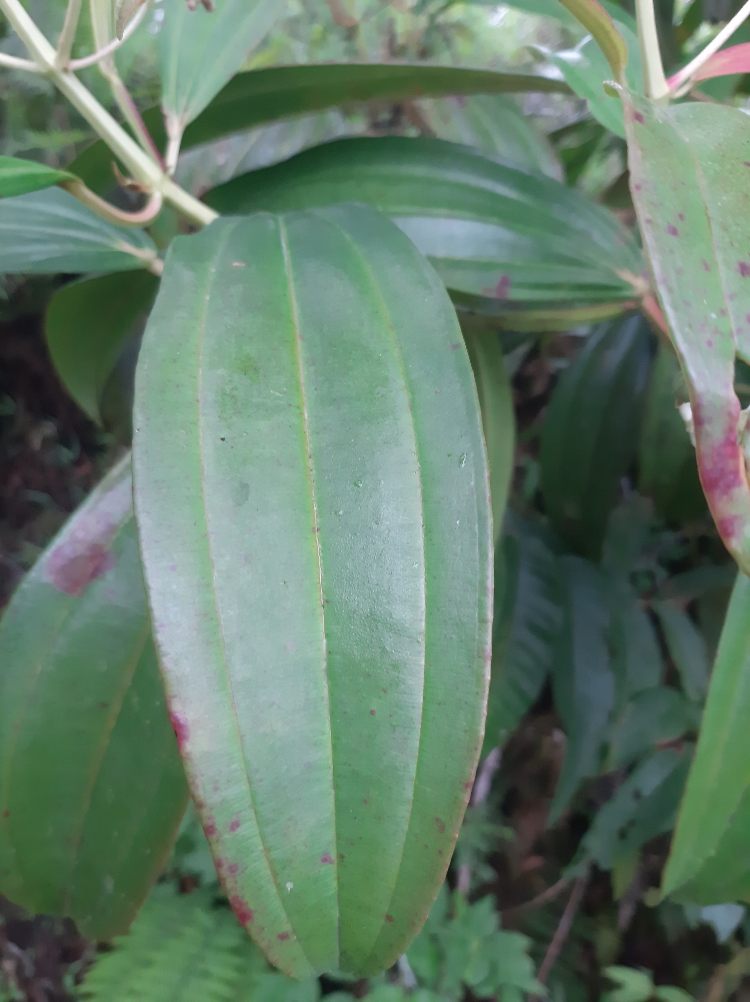 Miconia robinsoniana image