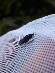 Sciara hemerobioides