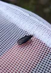 Sciara hemerobioides