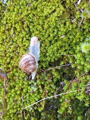 Cornu aspersum