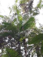 Prestoea