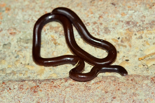 Photo of a Brahminy Blindsnake (Indotyphlops braminus)