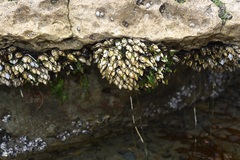 Pollicipes polymerus