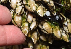 Pollicipes polymerus