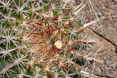 Ferocactus viridescens