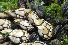 Pollicipes polymerus