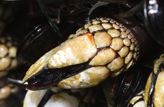 Pollicipes polymerus