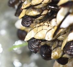 Pollicipes polymerus