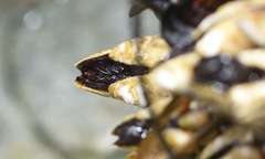 Pollicipes polymerus