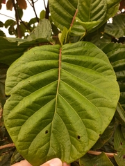 Cinchona officinalis