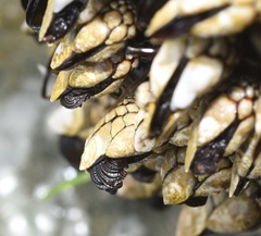 Pollicipes polymerus