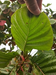 Cinchona officinalis