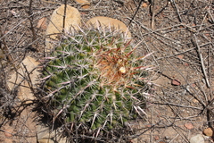 Ferocactus viridescens