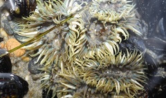 Anthopleura elegantissima