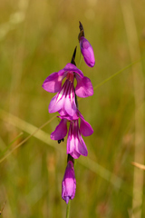 Gladiolus palustris