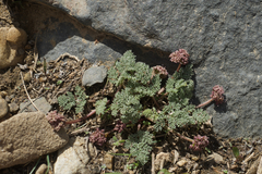 Cymopterus cinerarius