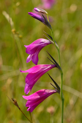 Gladiolus palustris