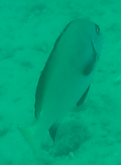 Plectorhinchus unicolor