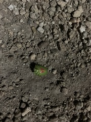 Cyptocephala