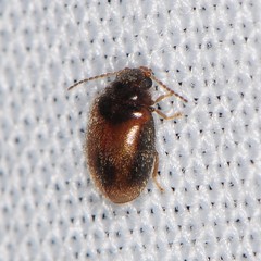 Contacyphon variabilis