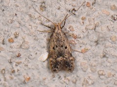 Neodactylota liguritrix