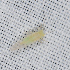 Cacopsylla annulata