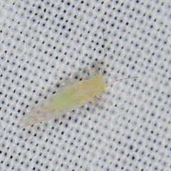 Cacopsylla annulata