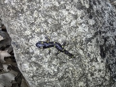 Ensatina eschscholtzii croceater