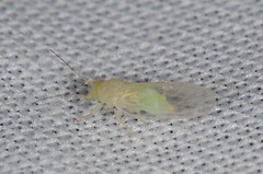 Cacopsylla annulata