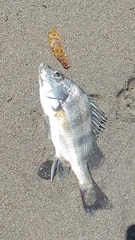 Rhencus macracanthus