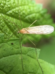 Prolimnophila areolata