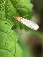 Prolimnophila areolata
