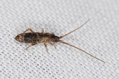 Pogonognathellus elongatus