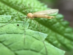 Prolimnophila areolata
