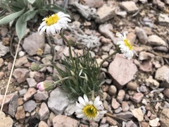 Erigeron compactus