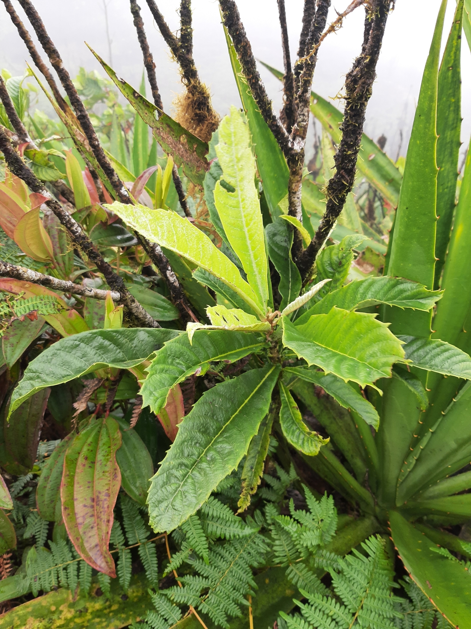 Rhaphiolepis bibas image