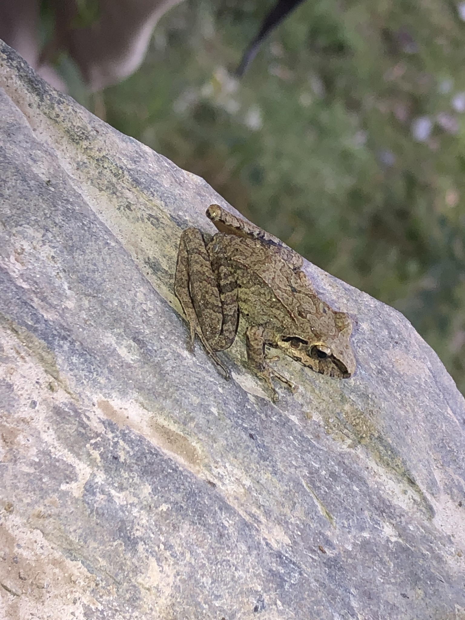Pristimantis lymani image