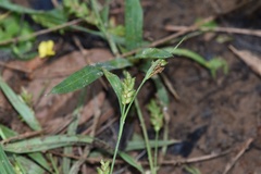Carex flaccosperma