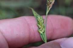 Carex flaccosperma