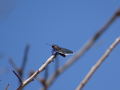 Pyrrhopyge zenodorus