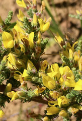 Aspalathus cymbiformis