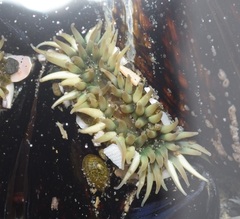 Anthopleura elegantissima