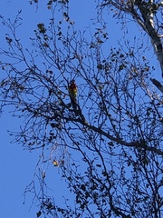 Platycercus eximius