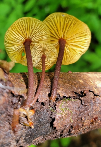 Orange Faint Foot Mushroom