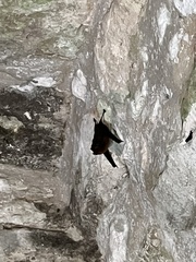 Peropteryx