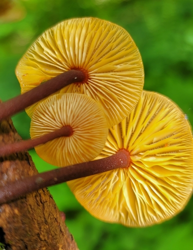 Orange Faint Foot Mushroom