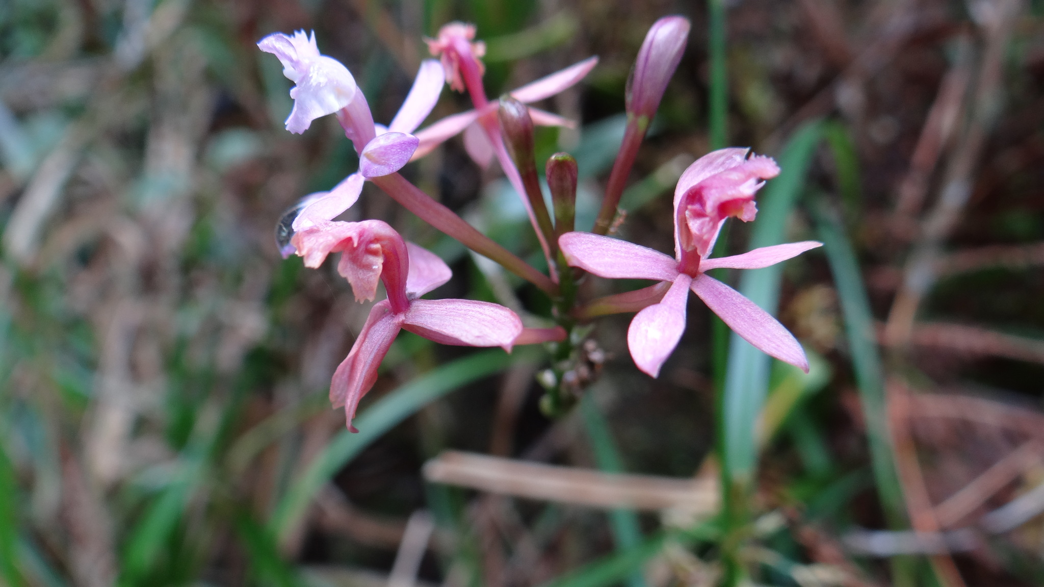 Epidendrum secundum
