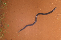 Boettger's Caecilian photo 3