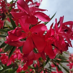 Nerium oleander