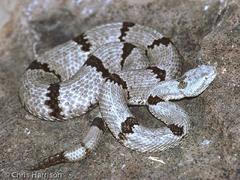 Crotalus lepidus klauberi
